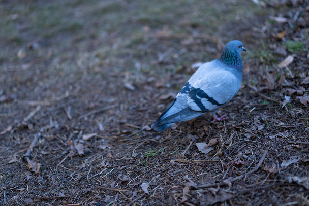 Pigeon seeks food on earth - Фото, изображение