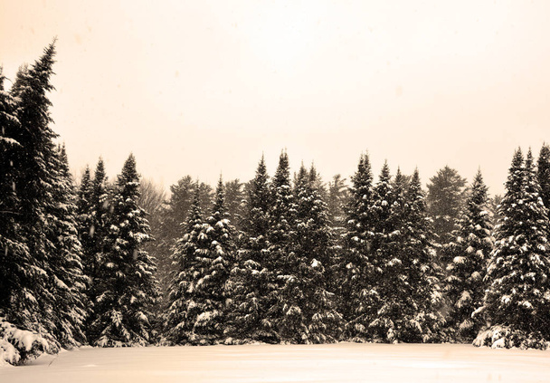 árboles de Navidad en el bosque. - Foto, Imagen