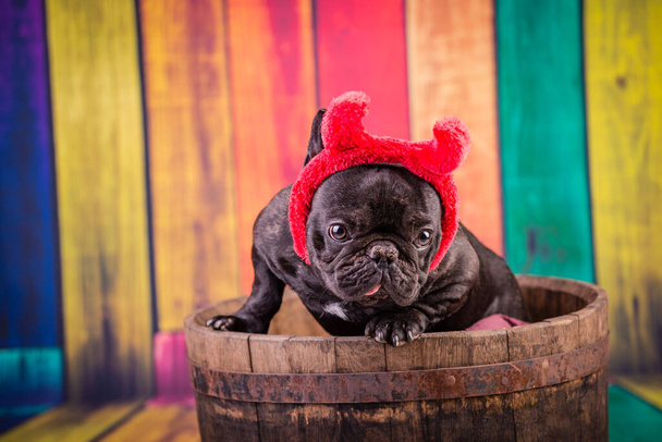 Paholainen ranskalainen bulldog
 - Valokuva, kuva