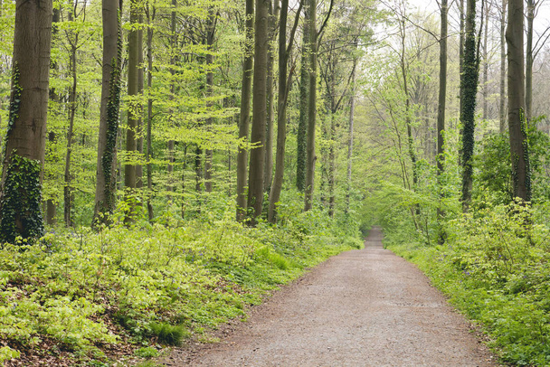 Path in the forest  - Foto, Bild