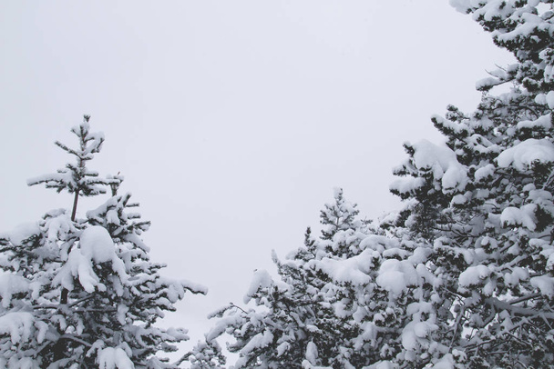 Black pine trees under the white snow, wintry landscape  - Фото, зображення