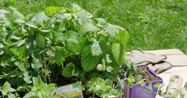 Piantine di erbe aromatiche e pacchetti di semi in fase di preparazione per piantare in giardino all'esterno su un tavolo da lavoro al sole
 - Filmati, video