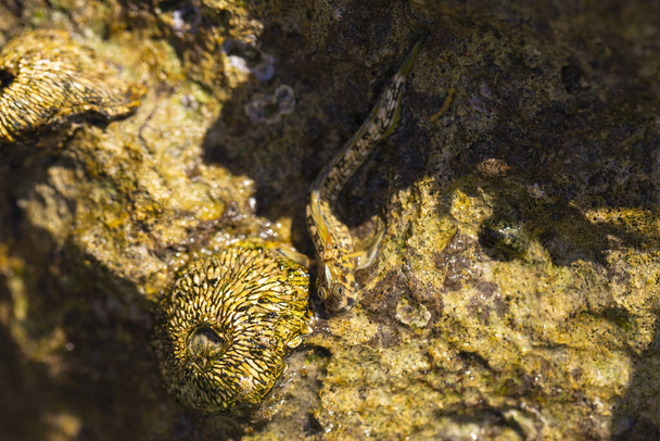 The Kirk's blenny (Alticus kirkii) is a species of combtooth blenny (family Blenniidae). Tetraclita squamosa - Thatched barnacle. Balanus (Balanomorpha) is a genus of barnacles in the family Balanidae. - Photo, Image