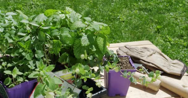 Plántulas de hierbas y paquetes de semillas que se preparan para plantar en el jardín exterior en una mesa de trabajo bajo el sol
 - Imágenes, Vídeo