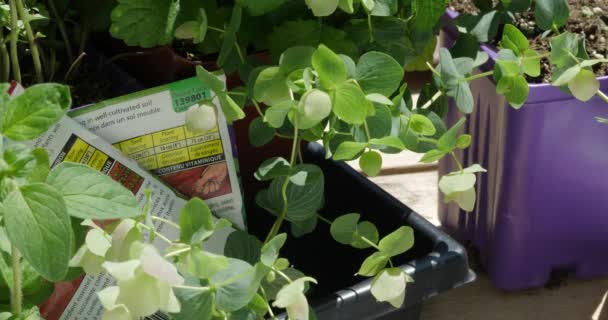 Kräutersetzlinge und Samenpakete, die im Garten auf einem Arbeitstisch in der Sonne zum Pflanzen vorbereitet werden - Filmmaterial, Video