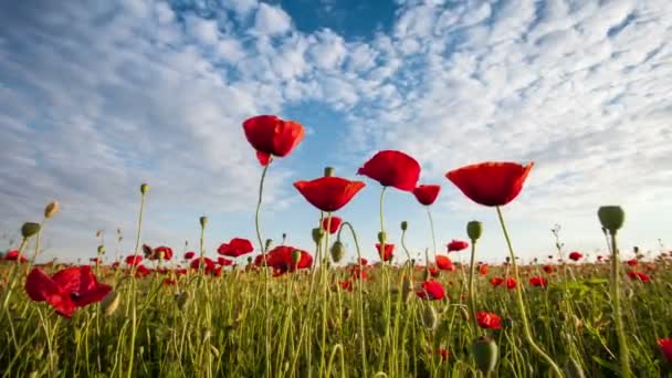 Zeitraffer von schönen roten Mohnblumen in Nahaufnahme, Wolken und Himmel - Filmmaterial, Video