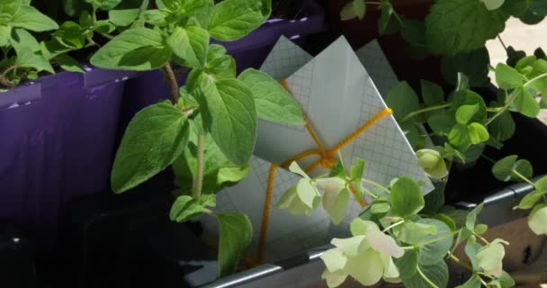 Kräutersetzlinge und Samenpakete, die im Garten auf einem Arbeitstisch in der Sonne zum Pflanzen vorbereitet werden - Filmmaterial, Video