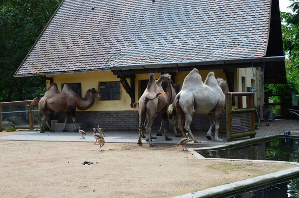 Vista lateral de dois camelos cortados em pé no curral sob a luz do sol no zoológico - Foto, Imagem