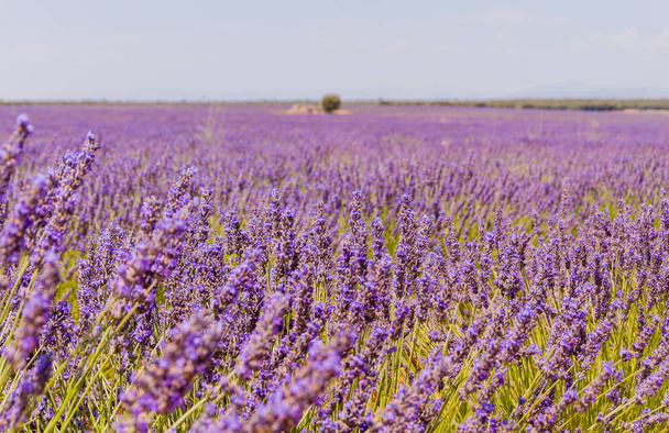 Blooming lavender fields in Spain. Horizontal photo with flowers in the foreground with the field in the back. High definition. - Photo, Image