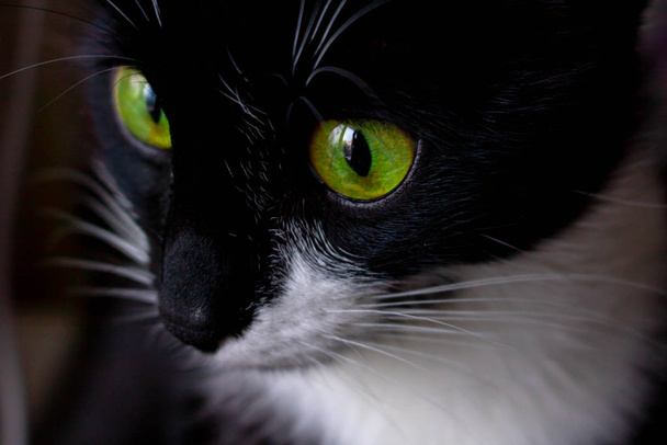 Fille chat noir avec les yeux verts fermer
. - Photo, image