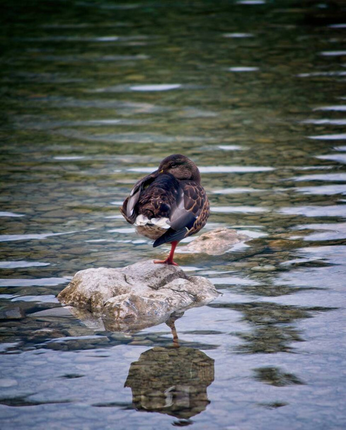 Cute duck with opened eyes is standing on the rock with one leg, Bohinj lake, Slovenia - Photo, Image