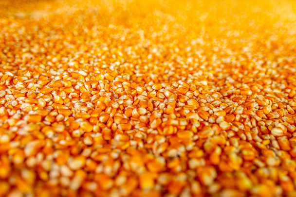 Сырая сладкая желтая кукуруза на золотом фоне
 - Фото, изображение