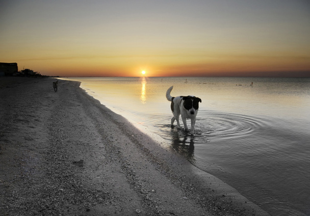 Собака на пляже на рассвете
. - Фото, изображение