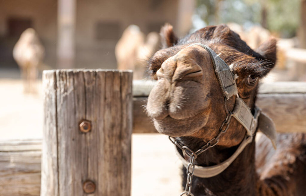 Πορτραίτο φιάλης καμήλας στο φημισμένο τοπικό πάρκο του νησιού Κύπρος. Πάρκο καμήλας Μαζωτού - Φωτογραφία, εικόνα