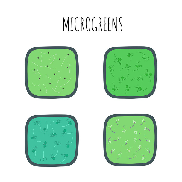 Set of four microgreens in boxes - Vektör, Görsel