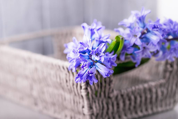 Beautiful blue violet hyacinths in a basket on a gray background. Copy space - Foto, imagen