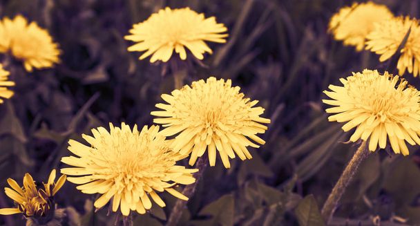 日当たりの良い夏や春の日の庭の花します。Postc の花 - 写真・画像