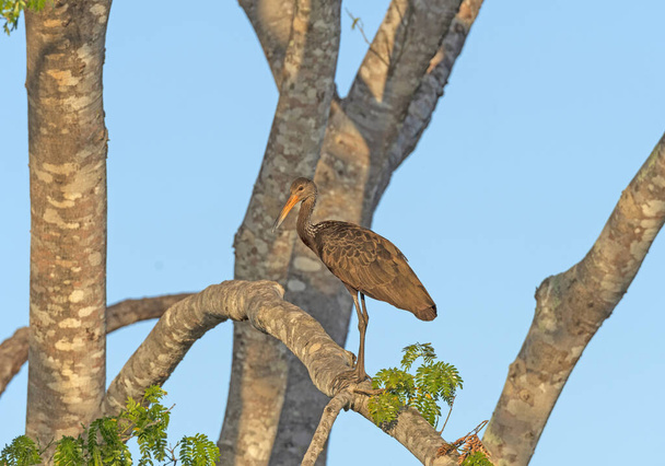 Limpkin In a Pantanal Tree - Fotografie, Obrázek