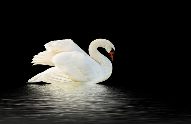 Cisne blanco
. - Foto, imagen