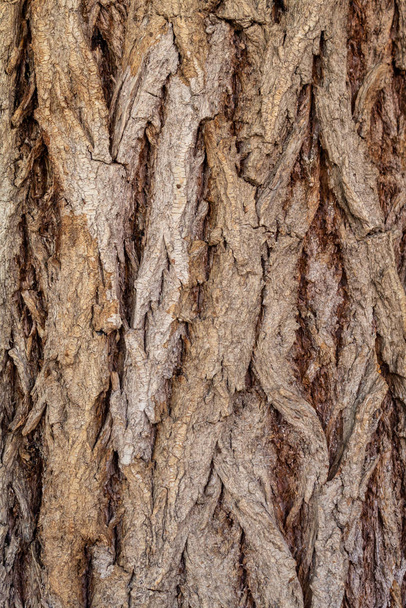 Close Up Embossed Tree Bark Texture Background - Zdjęcie, obraz