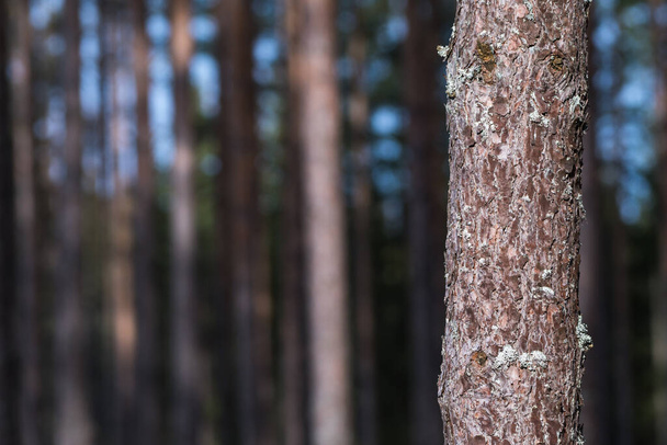 Growing pine tree trunk close up - Photo, Image