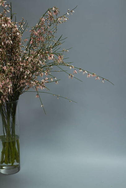 Букет светло-розовых цветков гениста цитисса в стеклянной вазе. Селективный фокус
. - Фото, изображение