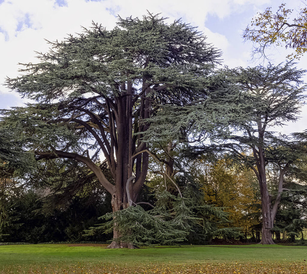 Lübnan sedir ağacı ya da Lübnan sedir ağacı olarak bilinen Cedrus libani ağacı Osterley, Isleworth, Londra, Uk - Fotoğraf, Görsel