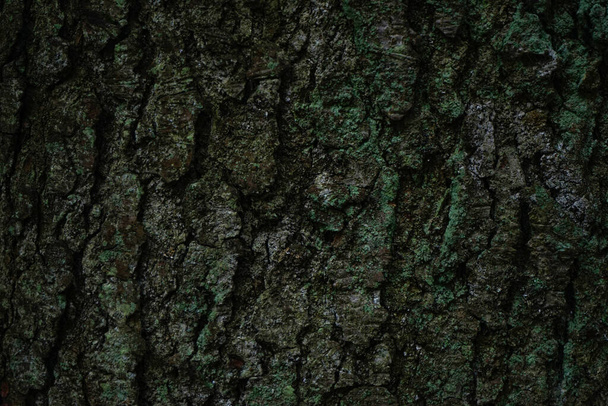 Closeup, tree bark with moss. Moss or lichen on the tree pattern. - Zdjęcie, obraz
