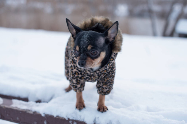 kleine hondenjas koud in de winter. Home huisdier wandelingen in besneeuwd weer. Een hondenvriend. Oliehoudende zaden. - Foto, afbeelding