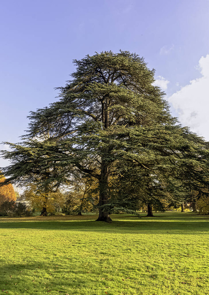 Cedrus libani árbol conocido como cedro del Líbano o cedro del Líbano en Osterley, Isleworth, Londres, Reino Unido
 - Foto, imagen