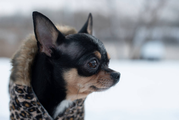 pequeña chaqueta de perro frío en el invierno. Inicio paseos de mascotas en clima nevado. Amigo del perro. Chihuahua
. - Foto, Imagen