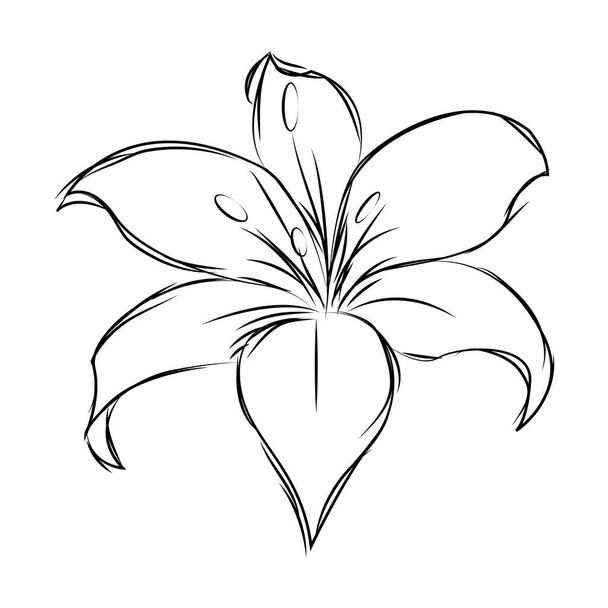 Ізольований ескіз квітки
 - Вектор, зображення