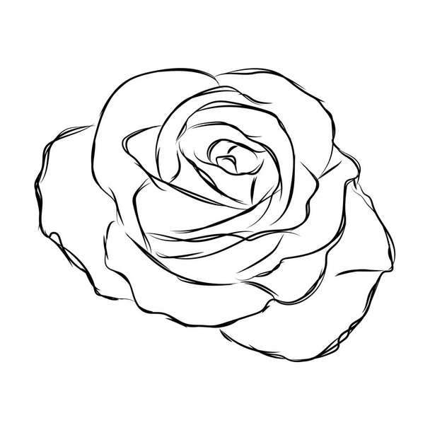 Isolated sketch of a flower - ベクター画像