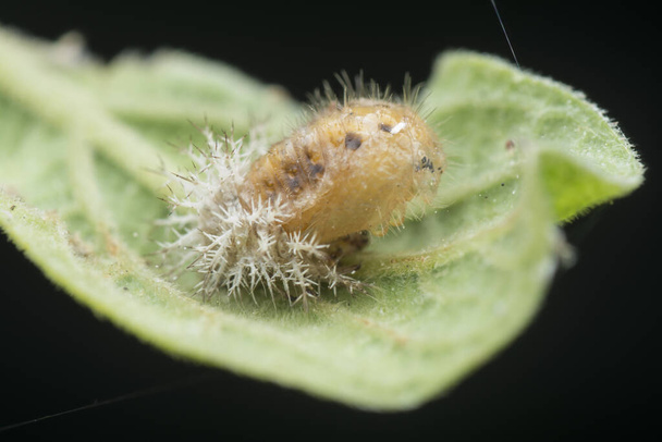 Close shot of dead coccinellidae larva  - Photo, Image