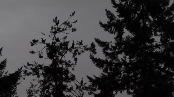 cormerants que anidan en árboles oscuros de la tarde contra cielos oscuros de la tarde
 - Imágenes, Vídeo
