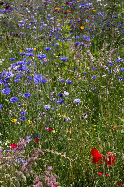 prado de verano con acianos y otras flores silvestres
 - Foto, Imagen