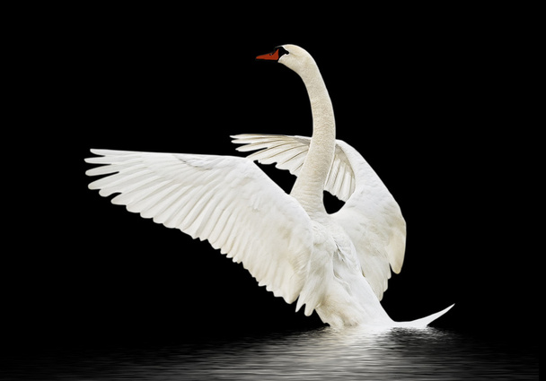 Swan on the water. - Photo, Image