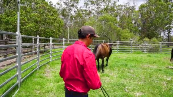 Entrenador de caballos con cuerda se acerca a dos caballos en el patio redondo, caballo se aleja
 - Metraje, vídeo