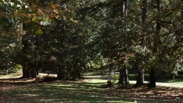 σφενδάμια πάνω από χλοώδη πάρκο στον Ειρηνικό βορειοδυτικά κατά τη διάρκεια του φθινοπώρου - Πλάνα, βίντεο