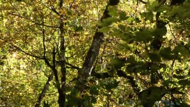 colorful yellow changing leaves on a maple tree blowing - Video, Çekim