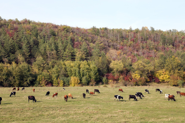 Cows grazing in meadow - Фото, изображение