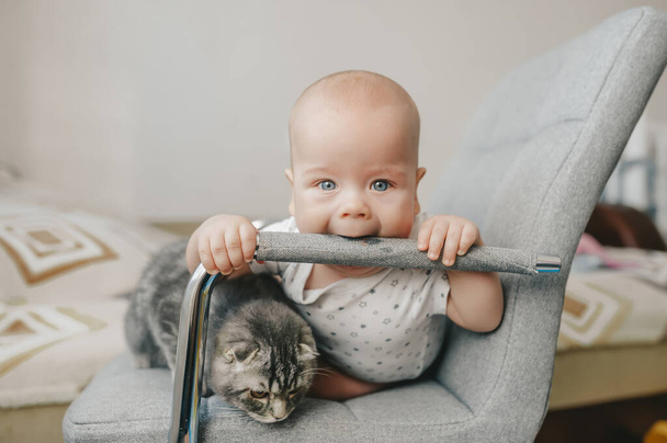 Blondynka mały chłopiec bawi się ze szkockim kotkiem na krześle - Zdjęcie, obraz