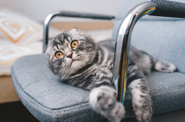 Симпатична маленька кішка лежить на сірому стільці зі сновидінням на обличчі
. - Фото, зображення