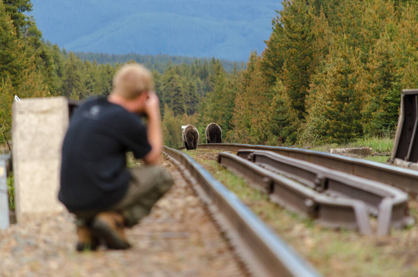 guy taking a photo of bears  - Photo, Image