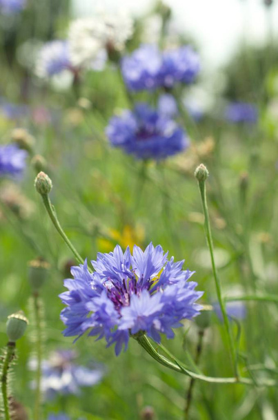 літній луг з кукурудзяними квітами та іншими дикими квітами
 - Фото, зображення