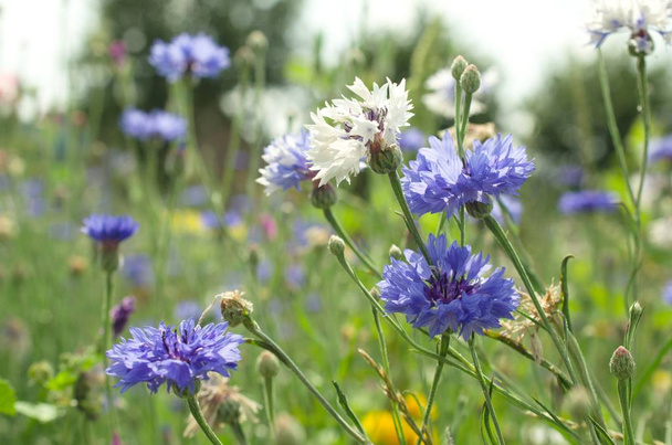 Sommerwiese mit Kornblumen und anderen Wildblumen - Foto, Bild