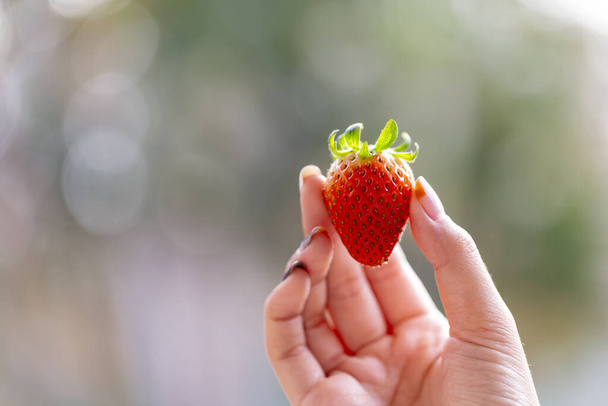Female hand holding Strawberry on nature background. - Фото, зображення