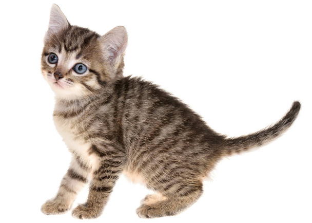 ショートヘアぶち子猫遊び心のある免震 - 写真・画像