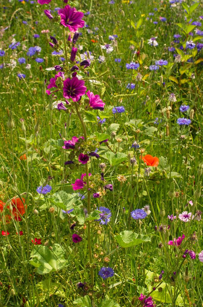 prado de verano con acianos y otras flores silvestres
 - Foto, Imagen