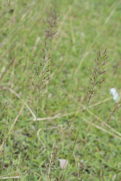 κοντινή λήψη άγριου χρυσοπογόνου aciculatus grass - Φωτογραφία, εικόνα